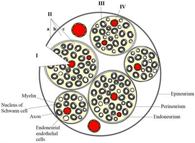 Strategies for Targeted Delivery to the Peripheral Nerve